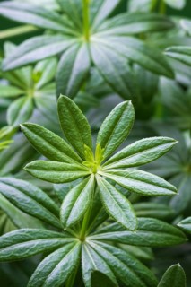Woodruff