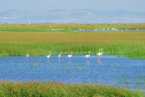 Greater flamingos