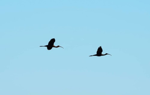 Glossy ibis