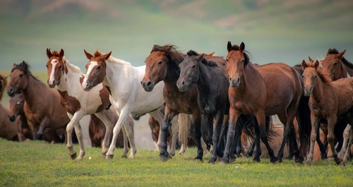 Domestic Horses