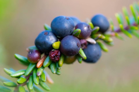 Crowberry