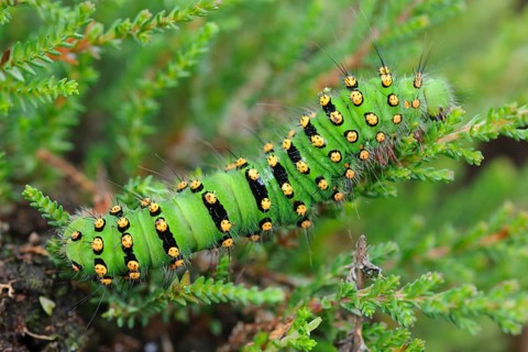 Caterpillar of a night peacock