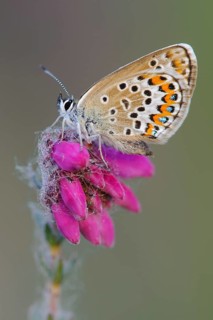 Agriades optilete