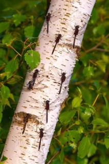 White-faced darter