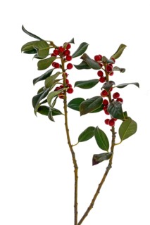 Holly