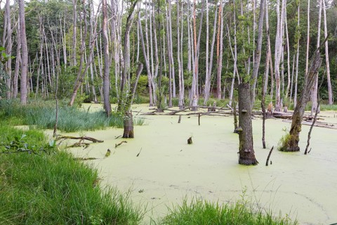 Alder forest in wetland with duckweed