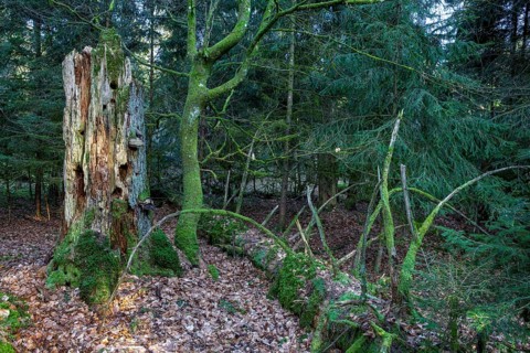 Spruce forest