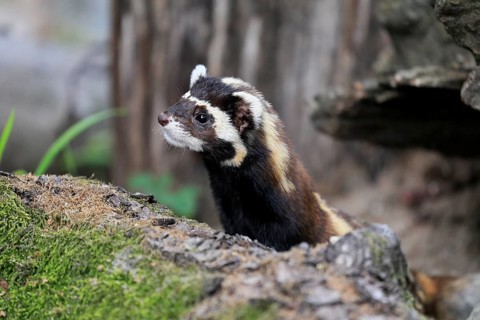 Marbled polecat