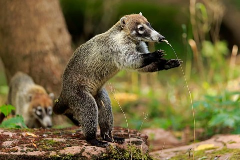 White-trunked coati