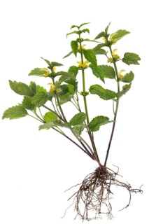 Common Yellow archangel