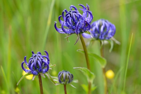 Hemispherical Devil's Claw