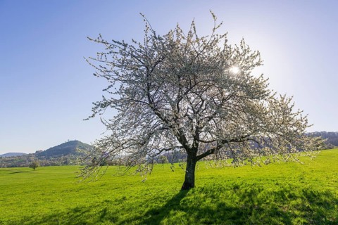 Orchard meadow