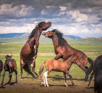 Stallions