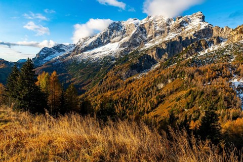 Snowy mountain peaks of the Civetta group with autumn lark forest in the foreground