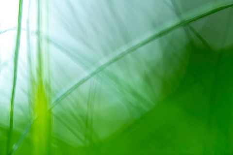 Blurred blades of grass