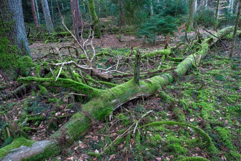 Spruce forest