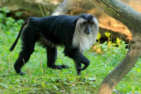 Lion-tailed macaque