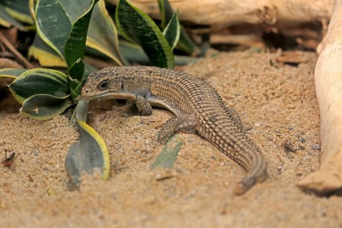 Striped shield lizard