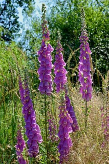 Common foxglove