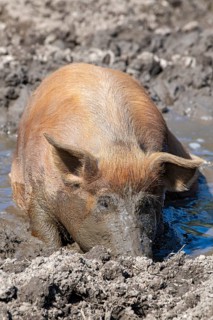 Duroc pig