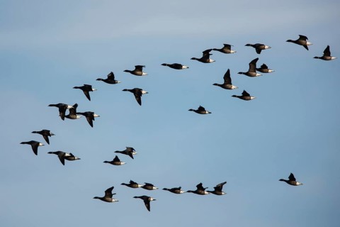 Brent Goose