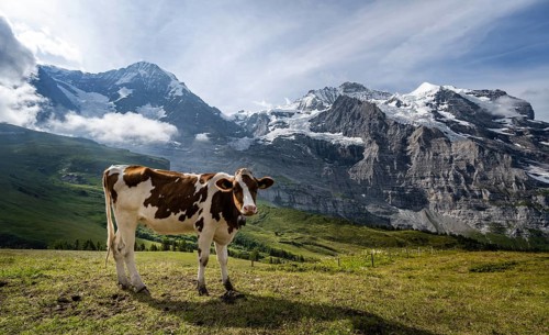 Cow in front of the Eiger north face
