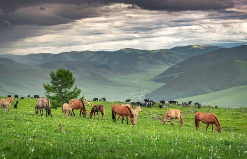 Domestic Horses