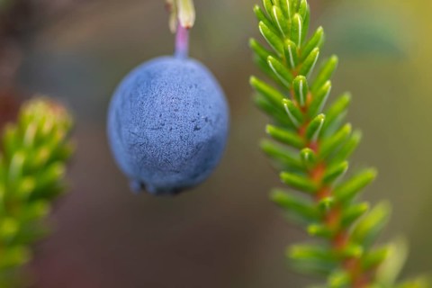 Bog bilberry