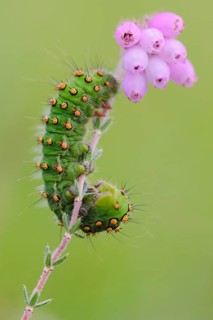 Caterpillar of a night peacock