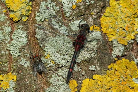 White-faced darter