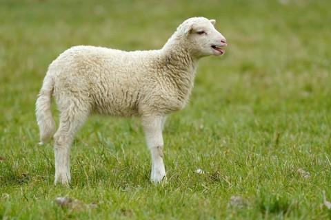 Forest sheep