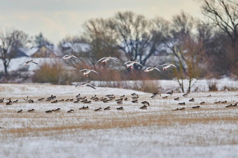 Landing greylag goose