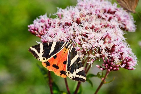 Scarlet tiger moth