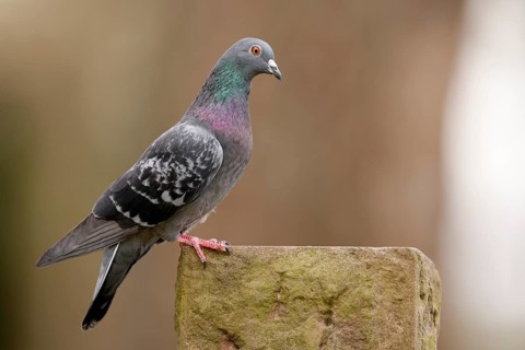 City dove