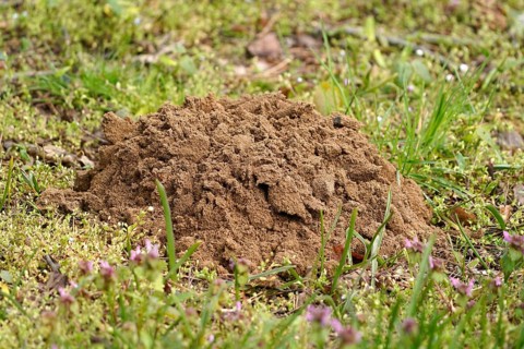 Mole mound in a meadow