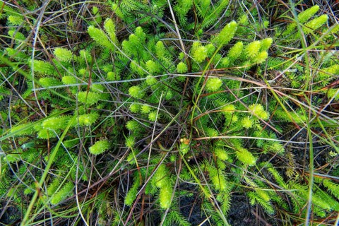 Inundated Club Moss