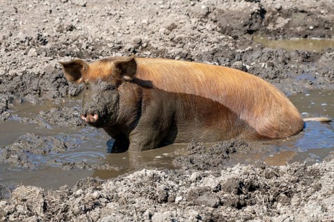 Duroc pig