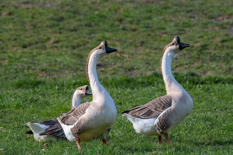 Mute goose