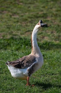 Mute goose