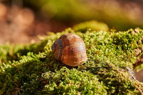 Roman snail