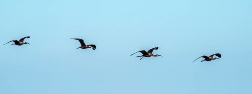 Glossy ibis