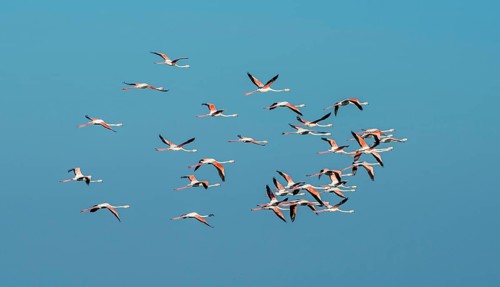 Greater flamingos