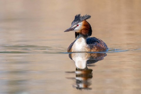 Great crested grebe