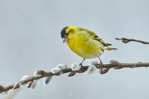 Eurasian siskin