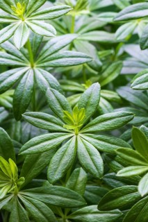 Woodruff