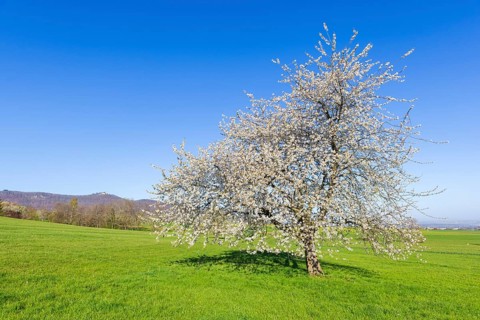 Orchard meadow