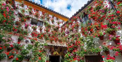 Many red geraniums in flower pots on the house wall