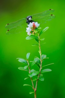 White-faced darter