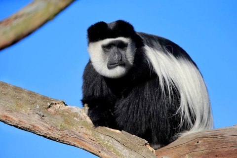 Mantled guereza