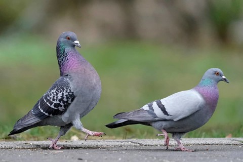 City dove